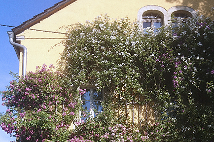 tl_files/garten/gaerten 2023/og_pirna_2023_big06_mouton.jpg